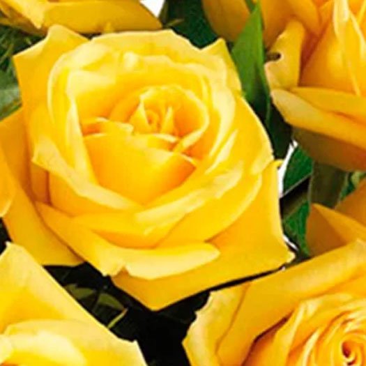 Luxuosas 12 Rosas Amarelas no Vaso