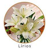Lírios