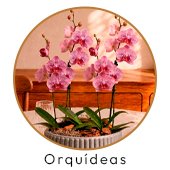 Orquídeas