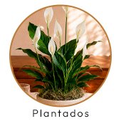 Plantados
