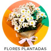 Flores Plantadas