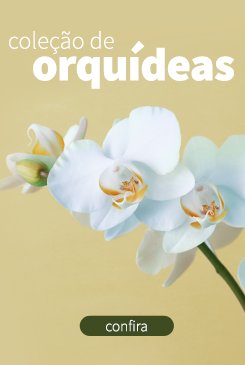 Orquídeas