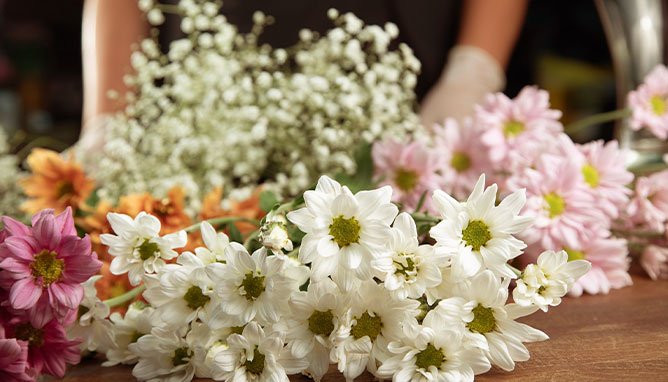 Informações sobre a Nova Flor