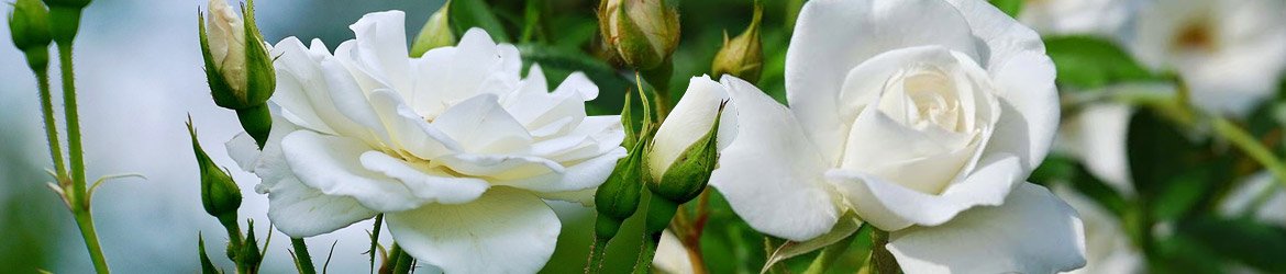 Buquê de Rosas Brancas