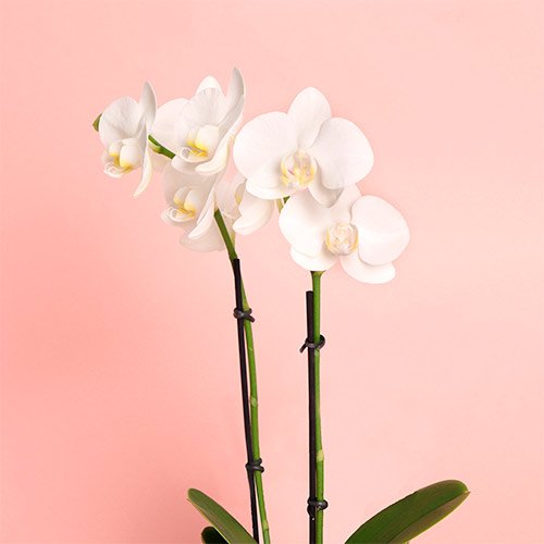 Arranjos de Orquídeas