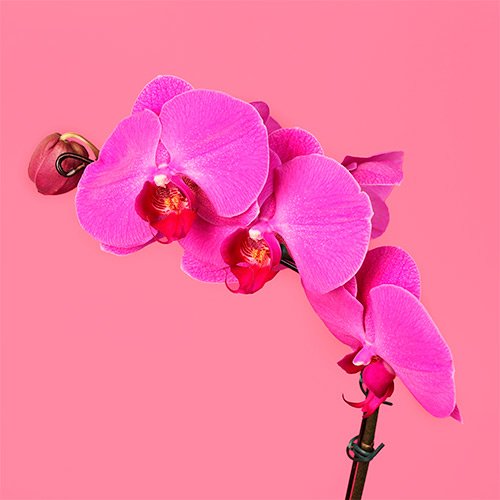 Orquídea Cor de Rosa