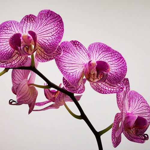 Vasos de Orquídeas para presente