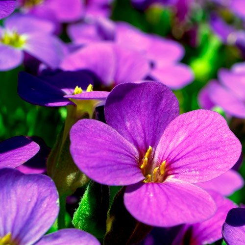 Vasos de Violetas para presente