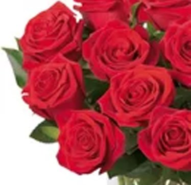 Brilhantes Rosas Vermelhas no Vaso
