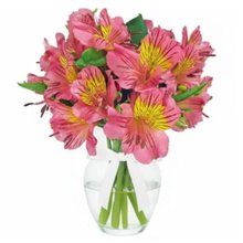 Admiração de Astromélias Cor Rosa no Vaso