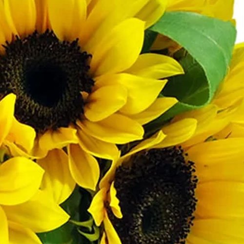 Surpresa de Girassóis no Vaso