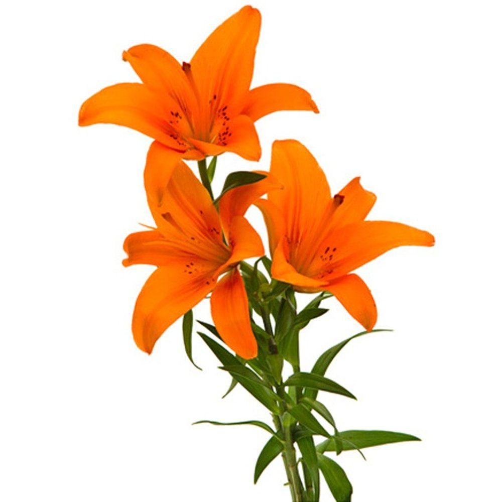 Lírio Laranja - Galho com 3 Flores - Compre Já | Nova Flor