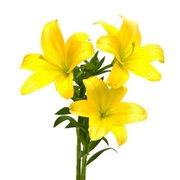 Lírio Amarelo - Galho com 3 Flores