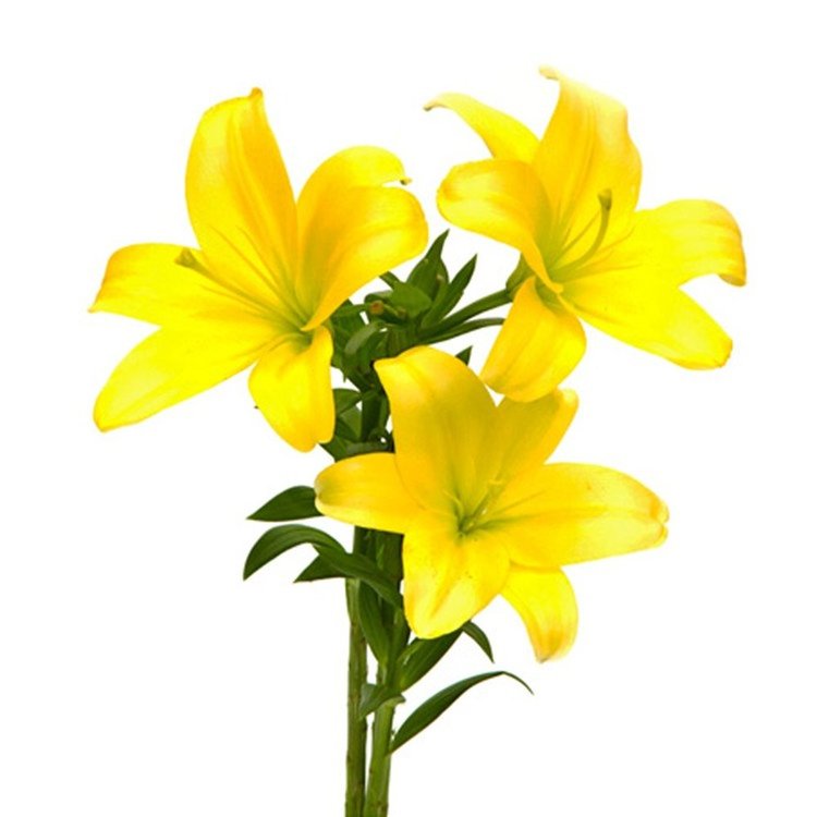 Lírio Amarelo - Galho com 3 Flores - Compre Já | Nova Flor