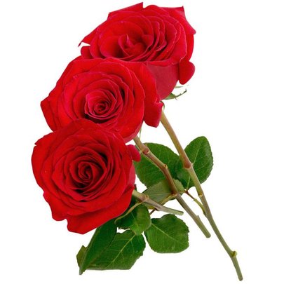 Três Rosas Colombianas Vermelhas - Compre Online | Nova Flor