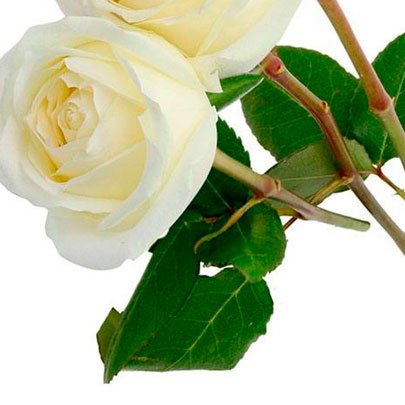 Três Rosas Colombianas Brancas