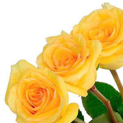 Três Rosas Nacional Amarelas