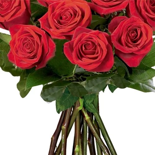 Ramalhete de 12 Rosas Colombianas Vermelhas