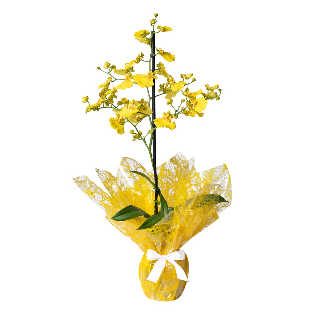 Mini Orquídea Chuva de Ouro | Nova Flor