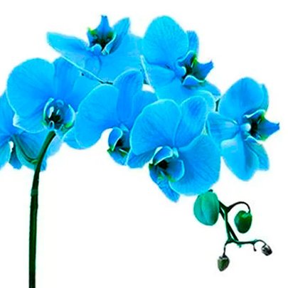 Bem Vindo com Orquídeas Branca e Azul