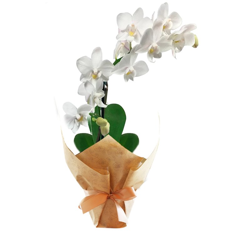 Mini Orquídea Rara Branca