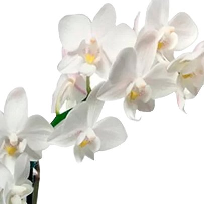 Mini Orquídea Rara Branca