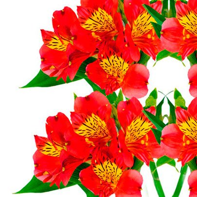 Astromélia Vermelha - Maço - Compre Online | Nova Flor