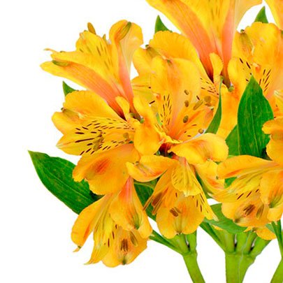 Astromélia Amarela -Maço - Compre Online | Nova Flor