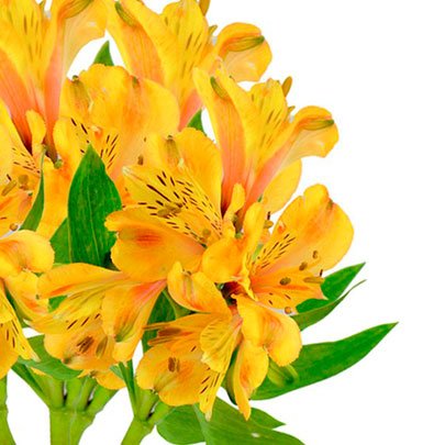 Astromélia Amarela -Maço - Compre Online | Nova Flor