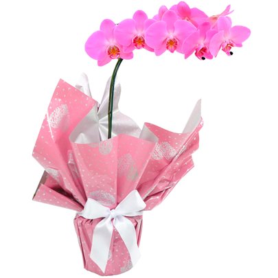 Orquídea Phalaenopsis Pink Presente