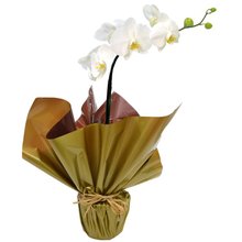 Orquídea Phalaenopsis Plantada