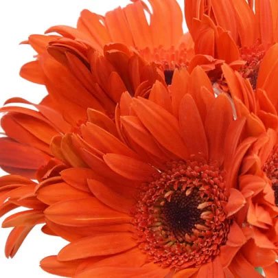 Buquê de Gérberas Laranja com 6 Unidades