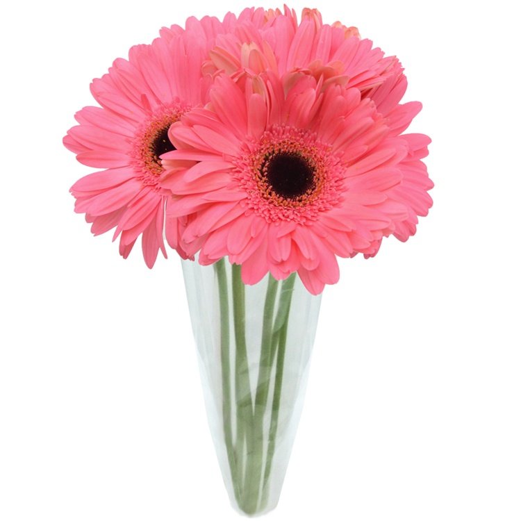 Buquê de 6 Gérberas Cor de Rosa - Compre Online | Nova Flor