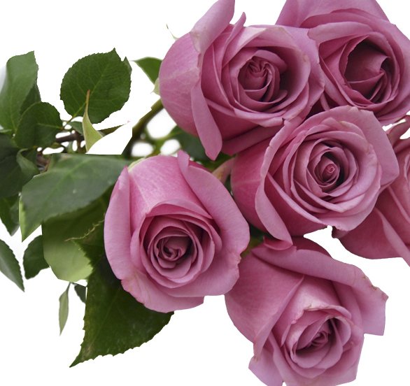 Buquê de 6 Rosas Lilás