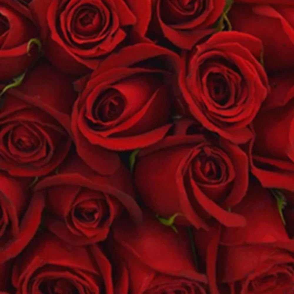 Buquê de 100 Rosas Vermelhas