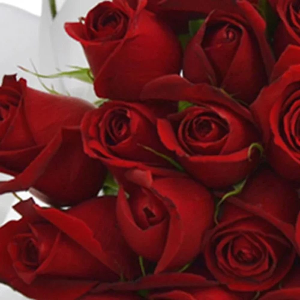 Buquê de 100 Rosas Vermelhas