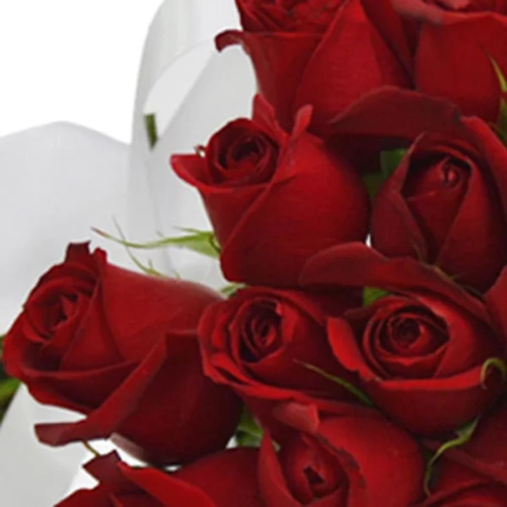 Buquê de 100 Rosas Vermelhas
