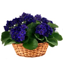 Cesta Premium de Violetas Roxas