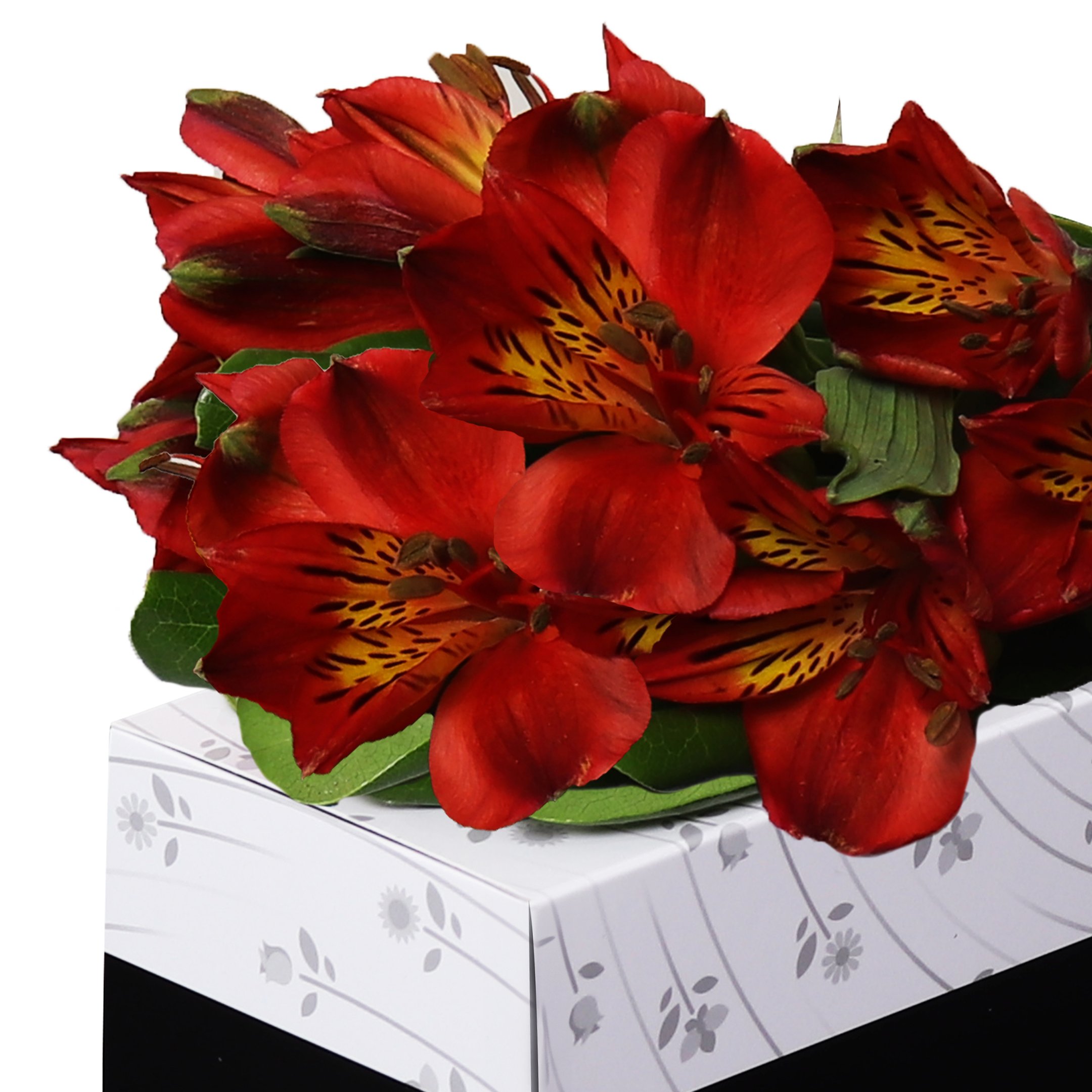 Sensacional Astromélia Vermelha