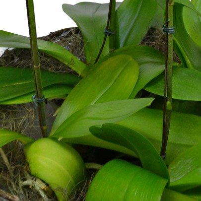 Sofisticadas Orquídeas Phalaenopsis