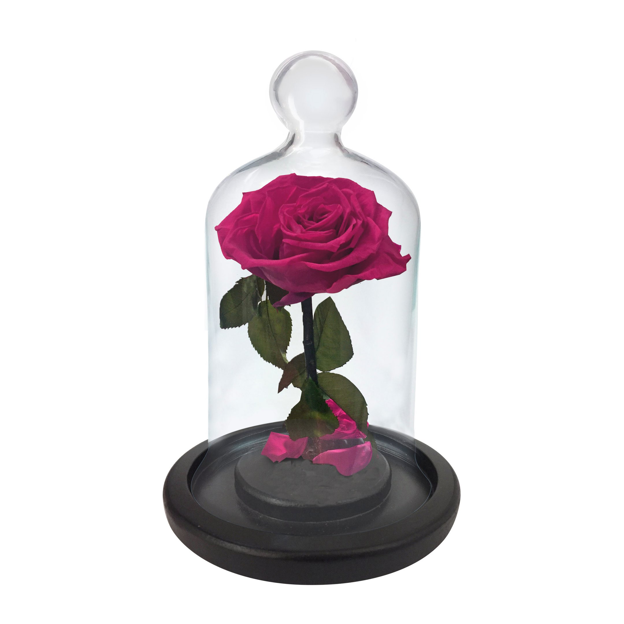 A Rosa Encantada Pink | Nova Flor