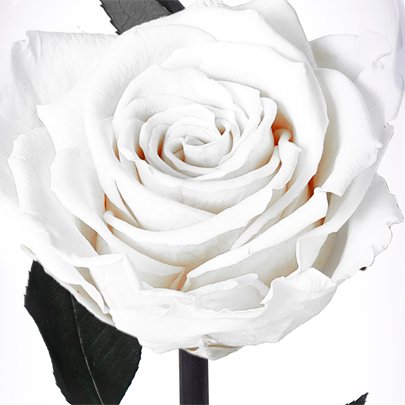 A Bela Rosa Encantada Branca