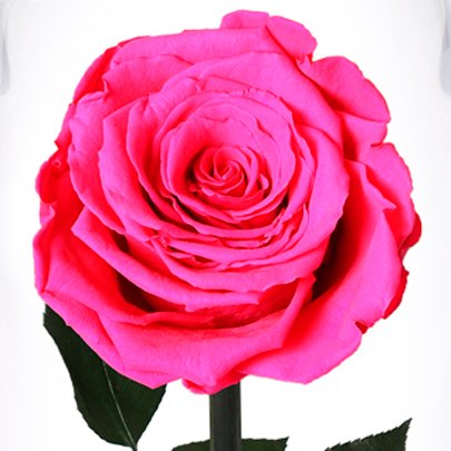 A Bela Rosa Pink