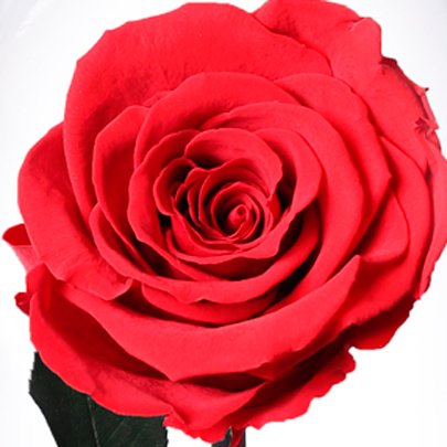 A Bela Rosa Encantada Vermelha