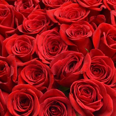 Mega Buquê de 100 Rosas Colombianas Vermelhas