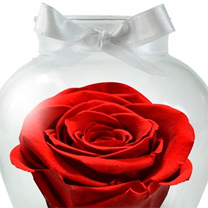 Beleza da Rosa Encantada Vermelha