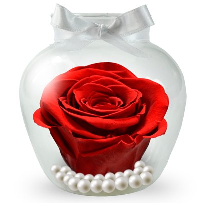 Beleza da Rosa Encantada Vermelha