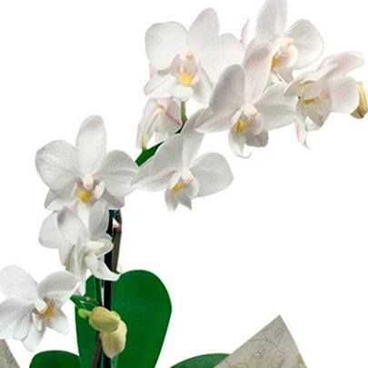 Mini Orquídea Rara e Coração Lindt