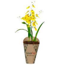 Orquídea Amarela Kraft