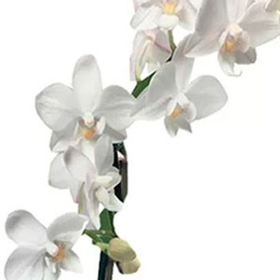 Mini Orquídea Rara Branca Kraft